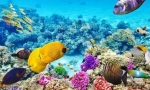 Къде в света повечето животински видове?
